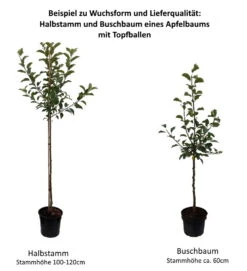 Weißer Klarapfel Malus Domestica -GartenZauber Verkäufe 0 Baumformen Buschbaum und HalbstammEzsSEpeRdt3Uz