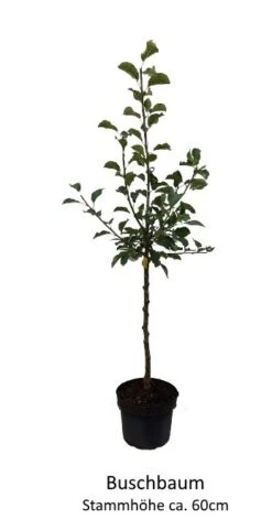 Rosette® Malus Domestica -GartenZauber Verkäufe 0 Baumformen Buschbaum7a73FmYDHOZC2