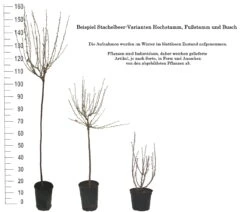 Tatjana, Grün, Fast Stachellos Ribes Uva-crispa `Tatjana´ 9 Tatjana, Grün, Fast Stachellos Ribes Uva-crispa `Tatjana´ -GartenZauber Verkäufe 1 Beispiel Stachelbeeren Wuchsformen5728MZOmFH4CB
