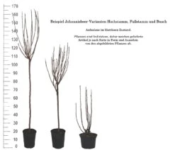Rolan Ribes Rubrum `Rolan´ 11 Rolan Ribes Rubrum `Rolan´ -GartenZauber Verkäufe 1Beispiel Johannisbeere WuchsformenubMxZbmWVRpso