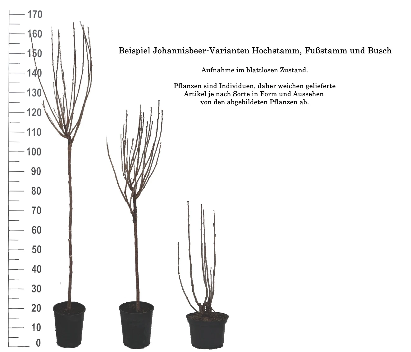 Rolan Ribes Rubrum `Rolan´ 7 Rolan Ribes Rubrum `Rolan´ – Bild 5
