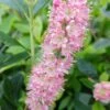 Zimterle - Clethra Clethra Alnifolia 2 Zimterle - Clethra Clethra Alnifolia -GartenZauber Verkäufe 20170802 130016
