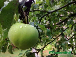 Weißer Klarapfel Malus Domestica -GartenZauber Verkäufe AP1290