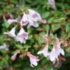 Abelie `Pinky Bells®´ Abelia Grandiflora 2 Abelie `Pinky Bells®´ Abelia Grandiflora -GartenZauber Verkäufe Abelia Pinky Bells