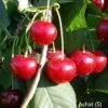 Achat Ⓢ Prunus Cerasus `Achat´ 2 Achat Ⓢ Prunus Cerasus `Achat´ -GartenZauber Verkäufe Achat sauerkirsche