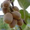 Kiwi Hayward (weiblich) Actinidia Chinensis `Hayward´ -GartenZauber Verkäufe Actinidia Jenny