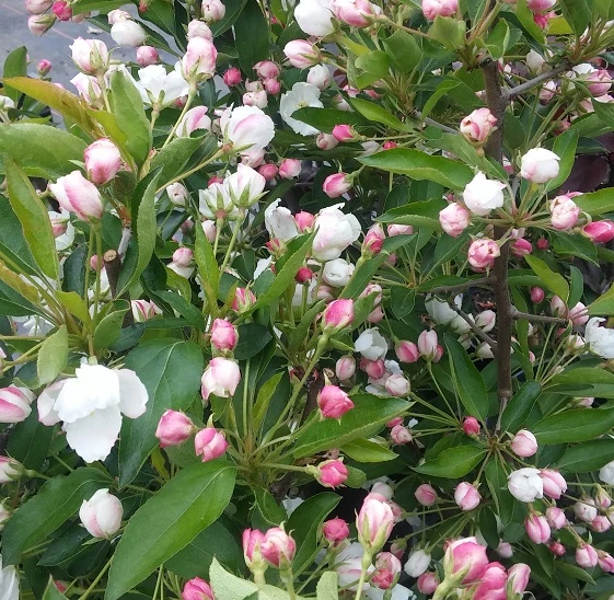 Zwerg-Zierapfel `Adirondack´ Malus ´Adirondack´ 4 Zwerg-Zierapfel `Adirondack´ Malus ´Adirondack´ – Bild 2