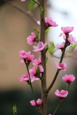 Säulen-Nektarine `Alice Col´ Ⓢ Prunus Nucipersica `Alice Col´ 8 Säulen-Nektarine `Alice Col´ Ⓢ Prunus Nucipersica `Alice Col´ -GartenZauber Verkäufe Alice Col Bl te