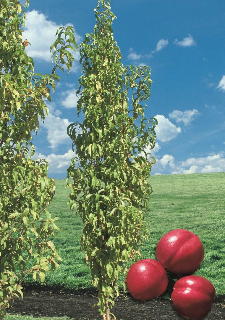 Säulen-Nektarine `Alice Col´ Ⓢ Prunus Nucipersica `Alice Col´ 4 Säulen-Nektarine `Alice Col´ Ⓢ Prunus Nucipersica `Alice Col´ – Bild 2