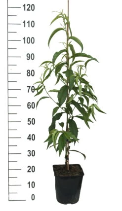 Säulen-Nektarine `Alice Col´ Ⓢ Prunus Nucipersica `Alice Col´ 9 Säulen-Nektarine `Alice Col´ Ⓢ Prunus Nucipersica `Alice Col´ -GartenZauber Verkäufe Alice Col weiss