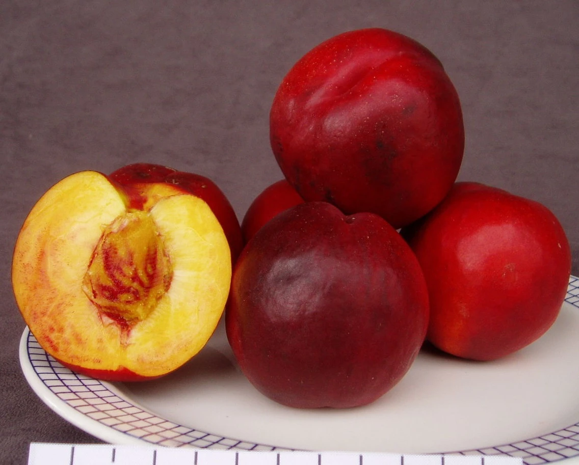 Säulen-Nektarine `Alice Col´ Ⓢ Prunus Nucipersica `Alice Col´ 3 Säulen-Nektarine `Alice Col´ Ⓢ Prunus Nucipersica `Alice Col´