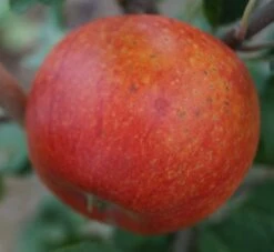 Alkmene Malus Domestica -GartenZauber Verkäufe Alkmene5b8547cfd7c99