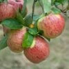 Altländer Pfannkuchenapfel Malus Domestica `Altländer Pfannkuchenapfel´ -GartenZauber Verkäufe Altl nder PfannkuchenapfelD91gQaQOHJHbT