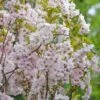 Säulenzierkirsche `Amanogawa´ Prunus Serrulata `Amanogawa´ -GartenZauber Verkäufe Amanogawa