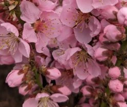 Zwergpfirsich `Amber® Pix ZeeⓈ´ Prunus Persica -GartenZauber Verkäufe Amber Pix Zee