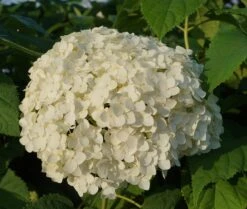 Garten-Hortensie `Incrediball®´ Hydrangea Arborescens -GartenZauber Verkäufe Anabelle Hortensie