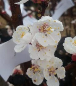 Aprikose Kioto ® Prunus Armeniaca `Kioto´ -GartenZauber Verkäufe Aprikosen Bl ten58cf895c8a11b