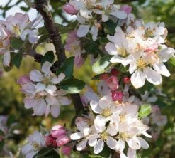 Säulenapfel Arbat ® Malus Domestica -GartenZauber Verkäufe Arbat Bl te