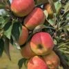 Säulenapfel Arbat ® Malus Domestica -GartenZauber Verkäufe Arbat S ulenapfel