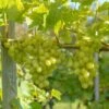 Arkadia, Pilzfeste Weinrebe Vitis `Arkadia´ -GartenZauber Verkäufe Arkadia