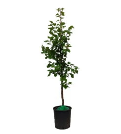 Säulen-Aprikose `Armi-Col´ 150-175cm Prunus Armeniaca `Armi-Col´ -GartenZauber Verkäufe ArmiCol