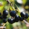 Aronia Aron - Großfrüchtige Apfelbeere Aronia Melanocarpa `Aron´ -GartenZauber Verkäufe Aronia
