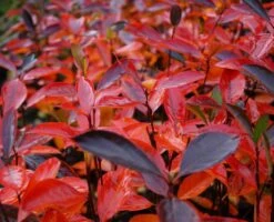 Aronia- Apfelbeere Hugin Aronia Melanocarpa `Hugin´ 7 Aronia- Apfelbeere Hugin Aronia Melanocarpa `Hugin´ -GartenZauber Verkäufe Aronia Hugin Herbstf rbung