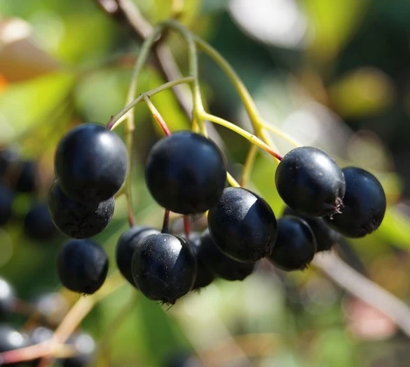Aronia Aron - Großfrüchtige Apfelbeere Aronia Melanocarpa `Aron´ 3 Aronia Aron - Großfrüchtige Apfelbeere Aronia Melanocarpa `Aron´
