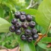 Aronia- Apfelbeere Hugin Aronia Melanocarpa `Hugin´ -GartenZauber Verkäufe Aronia33