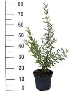 Silberblättrige Büffelbeere Sheperdia Argentea -GartenZauber Verkäufe B ffelbeere weiss