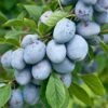 Bühler Frühzwetsche Prunus Domestica `Bühler Frühzwetsche´ -GartenZauber Verkäufe B hler 2