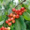 Büttner´s Rote Knorpelkirsche Prunus Avium `Büttner´s Rote Knorpelkirsche´ -GartenZauber Verkäufe B ttners
