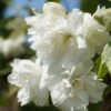 Bauern-Jasmin `Schneesturm´ Philadelphus Coronarius `Schneesturm´ 1 Bauern-Jasmin `Schneesturm´ Philadelphus Coronarius `Schneesturm´ -GartenZauber Verkäufe Bauern Jasmin Schneesturm 2