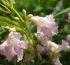 Sommerglocke / Baumoleander `Summer Bells´ Chitalpa Tashkentensis `Summer Bells´ -GartenZauber Verkäufe Baumoleander Summer Bells 1