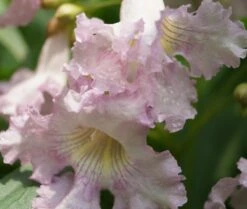 Sommerglocke / Baumoleander `Summer Bells´ Chitalpa Tashkentensis `Summer Bells´ -GartenZauber Verkäufe Baumoleander Summer Bells 4