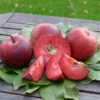 Baya® Marisa - Rotfleischig Malus Domestica 2 Baya® Marisa - Rotfleischig Malus Domestica -GartenZauber Verkäufe Baya marisa 2