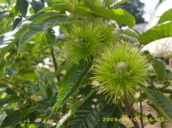 Esskastanie `Belle Epine´ Castanea Sativa `Belle Epine´ -GartenZauber Verkäufe Belle Epine