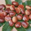 Esskastanie `Belle Epine´ Castanea Sativa `Belle Epine´ -GartenZauber Verkäufe Belle EpineBVT4JwadmTcra