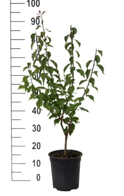 Japanische Zier-Aprikose `Beni-chi-dori´ Prunus Mume `Beni-chi-dori´ -GartenZauber Verkäufe Beni chi dori Zieraprikose