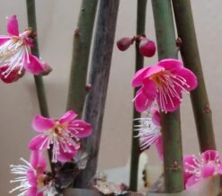 Japanische Zier-Aprikose `Beni-chi-dori´ Prunus Mume `Beni-chi-dori´ -GartenZauber Verkäufe Benichidori