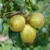 Benita®, Kreuzung Aus Birne Und Nashi Pyrus Pyrifolia `Benita´