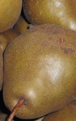 Uta Pyrus Communis `Uta´ -GartenZauber Verkäufe Birne UTA