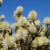 Großer Federbuschstrauch Fothergilla Major -GartenZauber Verkäufe Bl te Fothergilla2