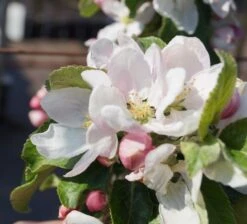Holsteiner Cox Malus Domestica -GartenZauber Verkäufe Bl te Holst Cox