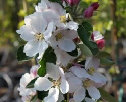 Säulenapfel `James Grieve Super Compact ®´ Malus Domestica `James Grieve Super Compact´ -GartenZauber Verkäufe Bl te James Grieve Super Compact
