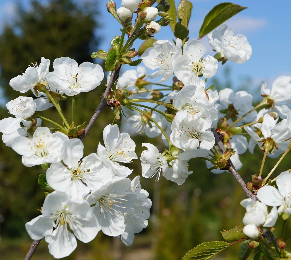 Zwergsauerkirsche Kobold Prunus Cerasus `Kobold´ 4 Zwergsauerkirsche Kobold Prunus Cerasus `Kobold´ – Bild 2
