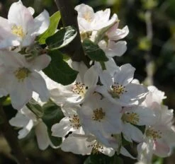 Prinz Albrecht Von Preußen Malus Domestica -GartenZauber Verkäufe Bl te Prinz Albrecht