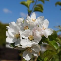 Zierapfel `Red Sentinel´ Malus `Red Sentinel´ -GartenZauber Verkäufe Bl te Red Sentinel