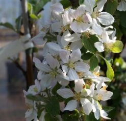 Säulenapfel `Rondo´ Malus Domestica `Rondo´ -GartenZauber Verkäufe Bl te Rondo