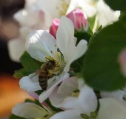 Säulenapfel `Rondo´ Malus Domestica `Rondo´ -GartenZauber Verkäufe Bl te Rondo mit Biene